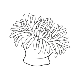 Anemone di mare thumbnail