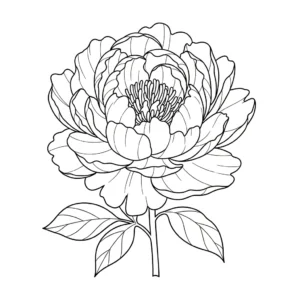 Peonia thumbnail